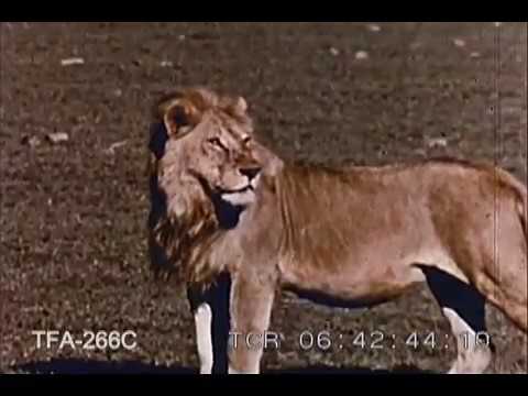 Camera Thrills in Wildest Africa (1962) Instructional Video