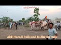 Akkimaradi bulls and budin pm bulls  in mudhol kana  hf deluxe 1prize