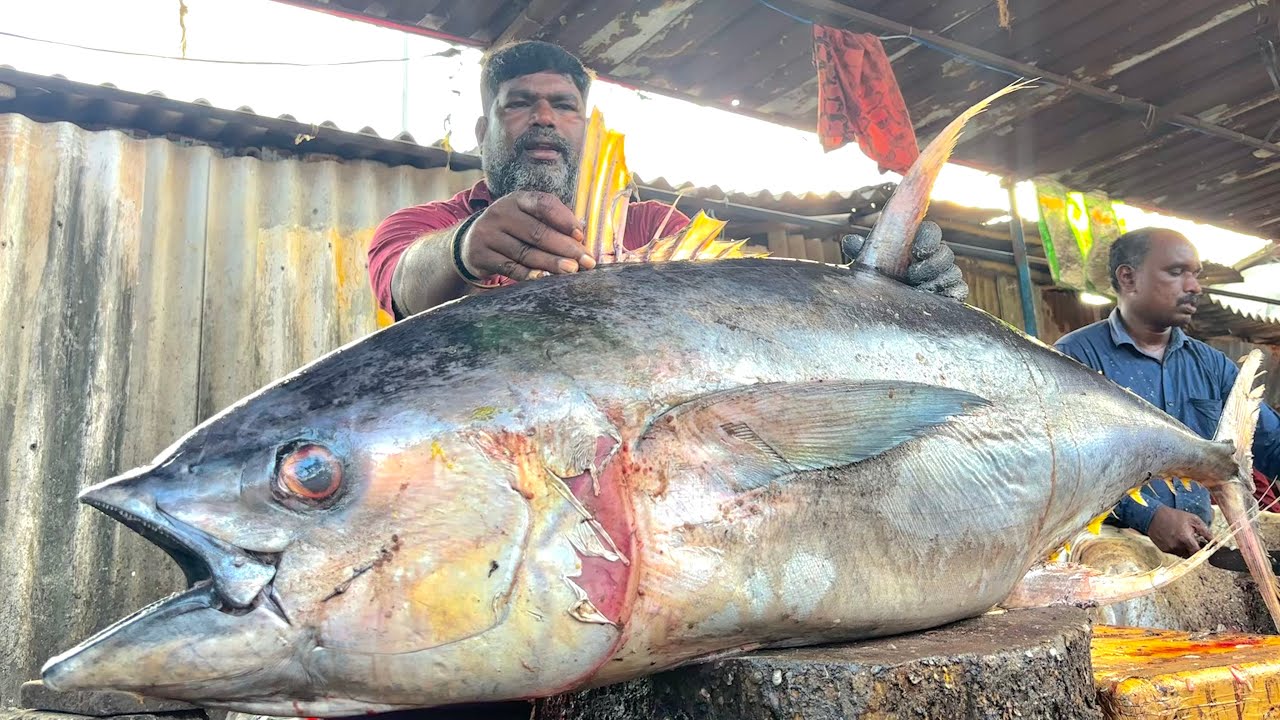 KASIMEDU RAJA 65KG  VERY VERY BIG SIZE TUNA FISH CUTTING VIDEO | KASIMEDU FISH CUTTING 