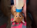 【捨てられた命…😿拾われた命…😹】こんなに可愛いく成長中です❣️#shorts #子猫 #保護猫