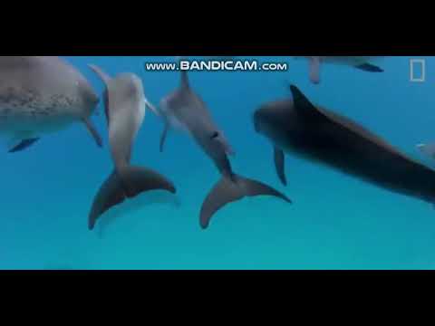 ტოპ 10 ცხოველის სახეობა რომელიც ჭკვიანია.