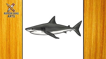 How to Draw a Shark Step by Step | Easy Shark Drawing for Beginners