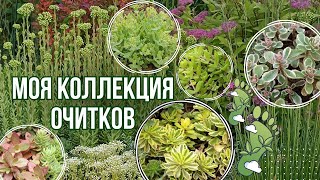 видео: Моя коллекция сортовых очитков. Яркие неприхотливые седумы для сада. Обзор сортов. Опыт выращивания. картинка: Моя коллекция сортовых очитков. Яркие неприхотливые седумы для сада. Обзор сортов. Опыт выращивания.