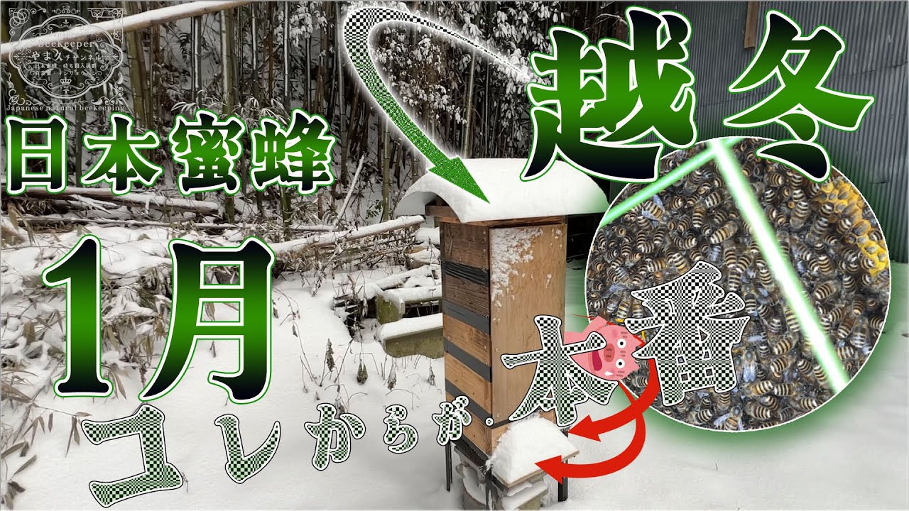ニホンミツバチ越冬・１月 群れの様子　＜ 3月を超えさえすれば...＞4Kリマスター版