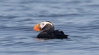 Birdhoven: Tufted Puffin by Baron Cosimo 99 views 1 year ago 1 minute, 43 seconds