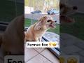 Why Fennec Foxes Have the Biggest Ears in the Animal Kingdom?👂#animals #Fennecfox#fyp #cute #fox