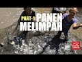 (1/3) Seru!! Panen Ikan Nila Padat Melimpah | PART 1 | Ikhtus Tondei