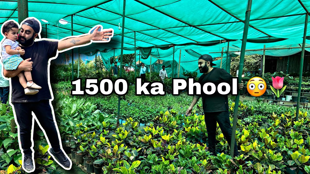 Plant nursery VLOG Shahberi Furniture Market Cheapest furniture