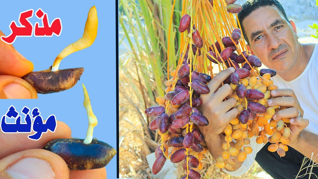 سر محدش يعرفة فى العالم كلة هيخليك تزرع النخيل من البذور كلة مؤنث🌴وكمان هيثمر ويكبر بسرعة الصاروخ