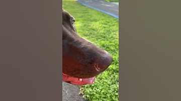 Walk at Lake Parker Runny Nose