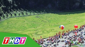 "Lý ngư vọng nguyệt" trên cánh đồng lúa Tam Cốc, Ninh Bình | THDT