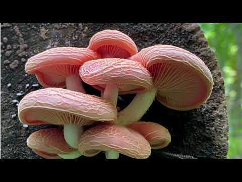 Rosy Veincap (Rhodotus palmatus)