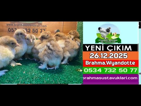 Yeni Çıkım 26.12.2025 - Brahma,Wyandotte