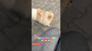 Тайга и Фенёк на улице в поисках еды 🐶🐶 Немецкая овчарка Померанский шпиц