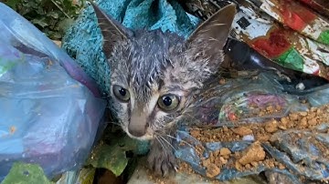 someone callously dumped the kitten in the garbage dump.  with the sack over the cat.  very merciful