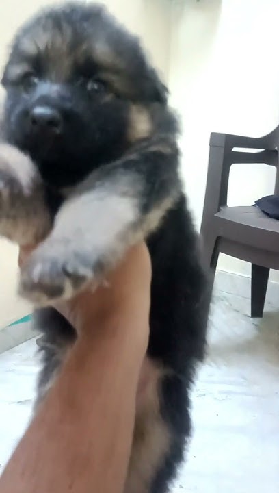 germansheperd-puppies-for-sale-long-coat-heavy-bone-available-male-and