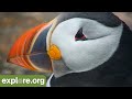 Return of the Puffins!  5 Must Know Facts!