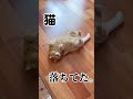 猫。落ちる。　#猫　#すずつむふう　#茶トラ