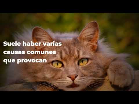 Video: Hipo De Gato: Lo Que Necesita Saber