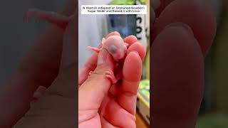 A Woman Adopted an Orphaned Newborn Sugar Glider and Raised It with Love.