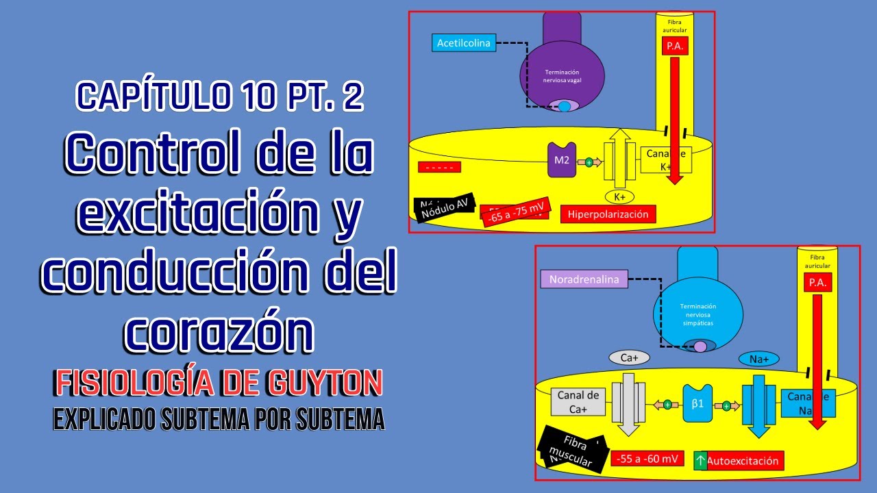 CAP 10 (2/2): Control de la excitación y la conducción en el corazón l Fisiología de Guyton