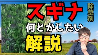 厄介な雑草スギナを駆除する方法について色々解説除草剤・熱湯・苦土石・防草シート