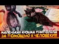 Маленькая кроха приползла на передних лапах за помощью к человеку.