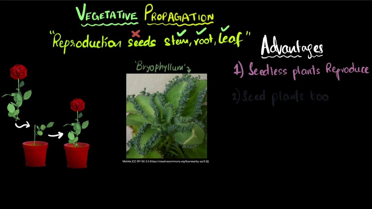Vegetative propagation Reproduction Class 10 Biology Khan Academy