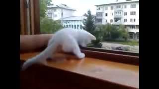 Котёнок переживает за хозяина The Best Cat Ever! Котёнок переживает за хозяина The Best Cat Ever!