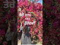 “ਰੁੱਤ ਆ ਗਈ ਪਿਆਰਾਂ ਵਾਲੀ ਸੁਣ ਲੈ ਹਾਣ ਦੀਏ”❤ #punjabishayari #punjabiquotes #shortsviral #ytshorts