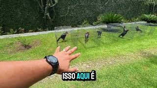 Galos Reprodutores - Galo Mura