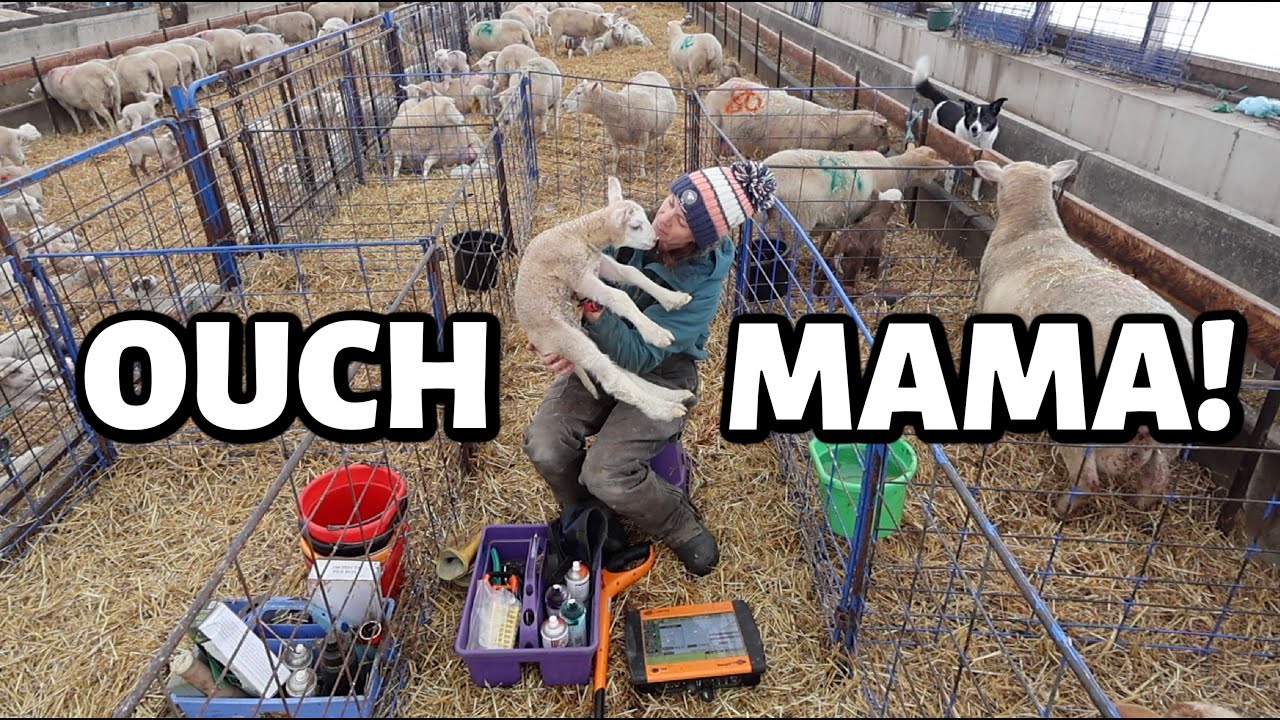 Наш САМЫЙ БОЛЬШОЙ ЯГНЕНОК в этом году!!! (прости, мама, должно быть, было больно!) ~ Vlogmas 2025