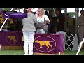 Cairn Terriers | Breed Judging 2021 の動画、YouTube動画。