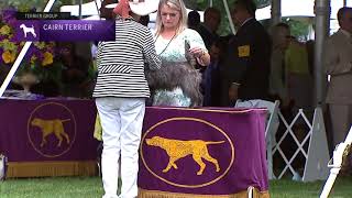 Cairn Terriers | Breed Judging 2021