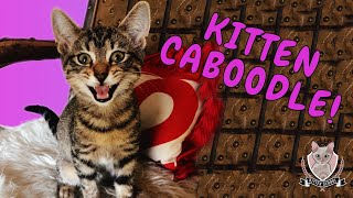 Kitten UPDATE! Bottle Babies & a Two-Month-Old Troublemaker! by Kitten School 962 views 2 years ago 3 minutes, 50 seconds