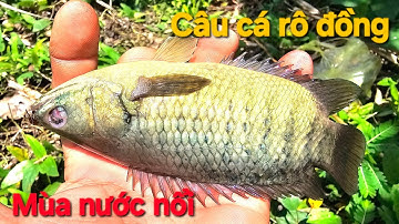 02 | Câu cá rô đồng mùa nước nổi | fishing 