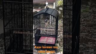 Download Lagu 🔴Kacer rasa cucak jenggot 🔥🔥🔥 #kacergacor MP3