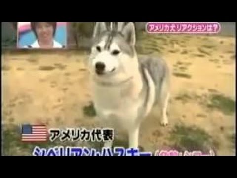 funny-japanese-show-dog-prank