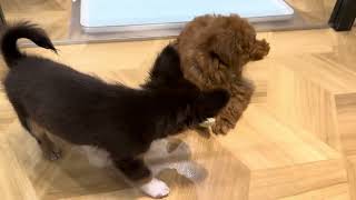 トイプー No62448 トイプードル - YouTube