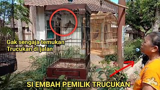 Si Embah Pemilik Trucukan Dengan Harga 50ribu Perekor || Trucukan Kebo Auto Boyong