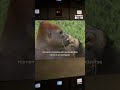 De onde viemos? A ciência explica a evolução humana