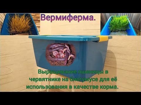 Конопля в качестве корма Конопля в качестве корма hydra исполнители