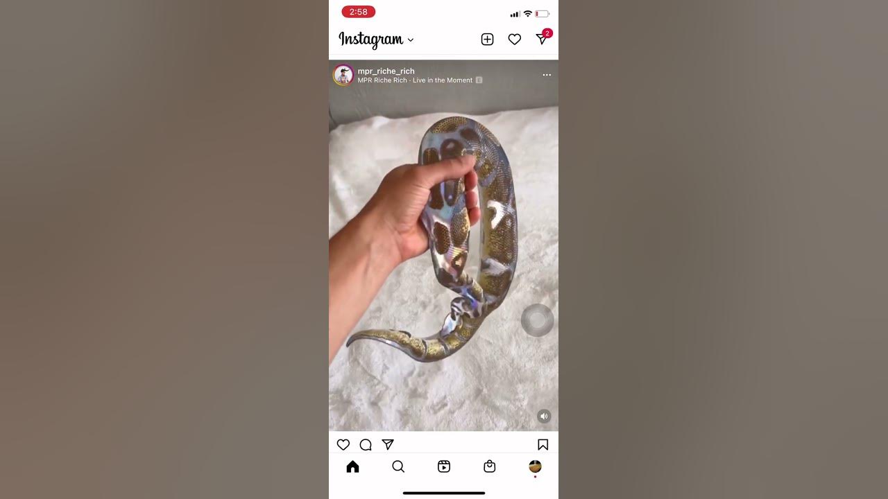 Everybody look at this chrome snake a chrome python is this real??! # ...