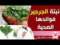 نبتة الجرجير وفوائدها الصحية مع الدكتور عماد ميزاب 