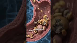 How Your Stomach Actually Digests Food! 🤯🩺 #scienceshorts #amazingfacts #insidethebody #bodyfilter