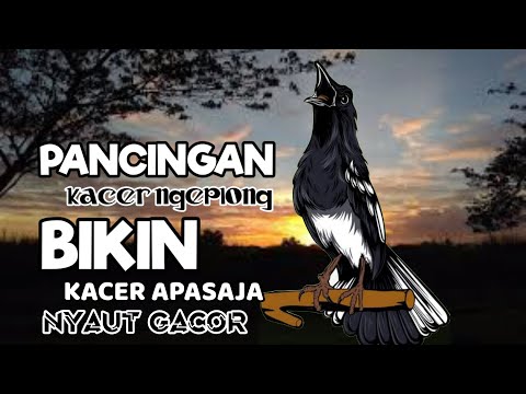 SUARA BURUNG KACER NGEPLONG iNI DIJAMIN BIKIN KACER APASAJA IKUT BUNYI LANGSUNG NYAUT GACOR !