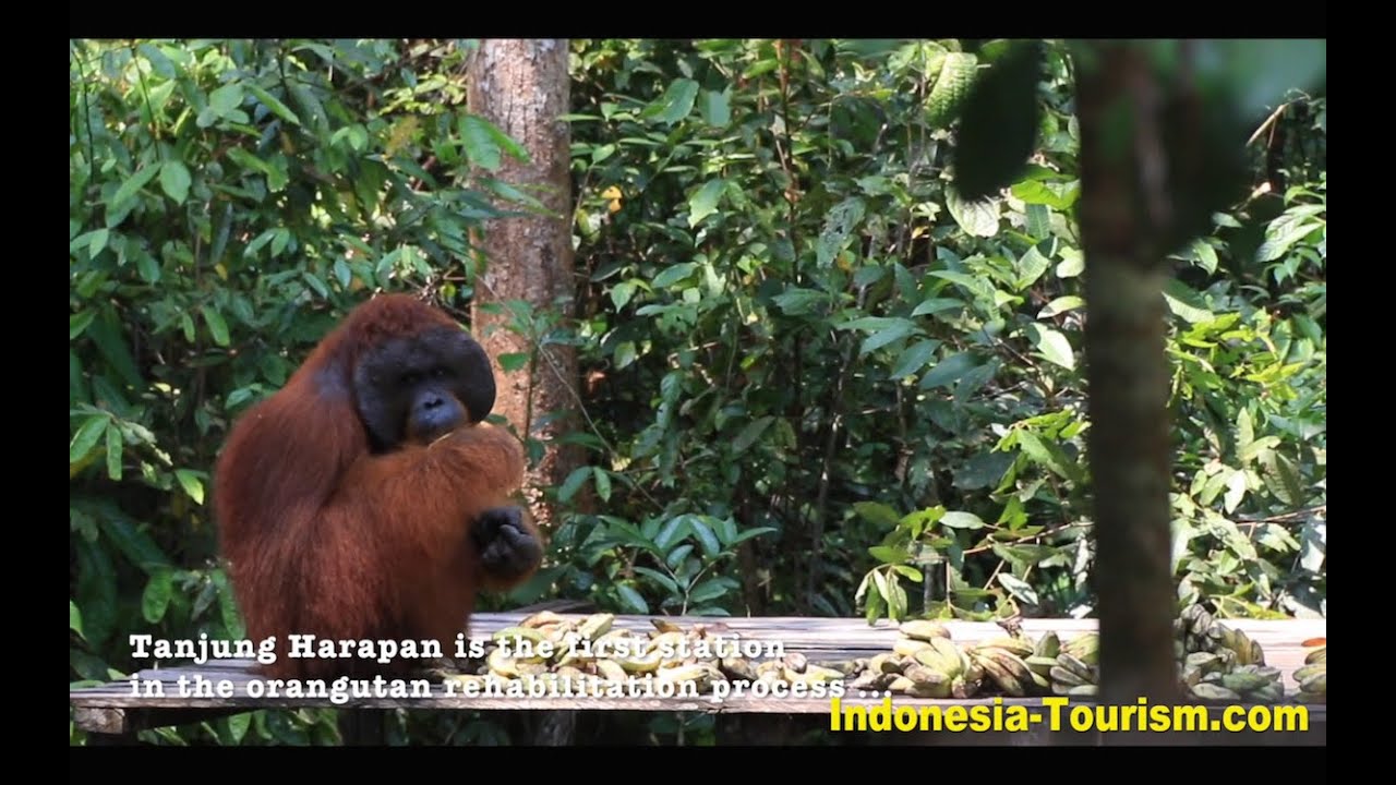 Orangutan Center Tanjung Harapan At Tanjung Puting National Park Central Kalimantan Orangutan Center Tanjung Harapan At Tanjung Puting National Park Central Kalimantan