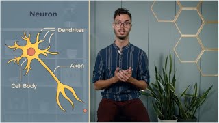 Insect nervous system | electrochemical impulse | neurons | entomology lecture| Module 03.02