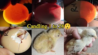 Chicken Egg Candling Day 1-21 | Chicken Embryo Development | Egg Hatching