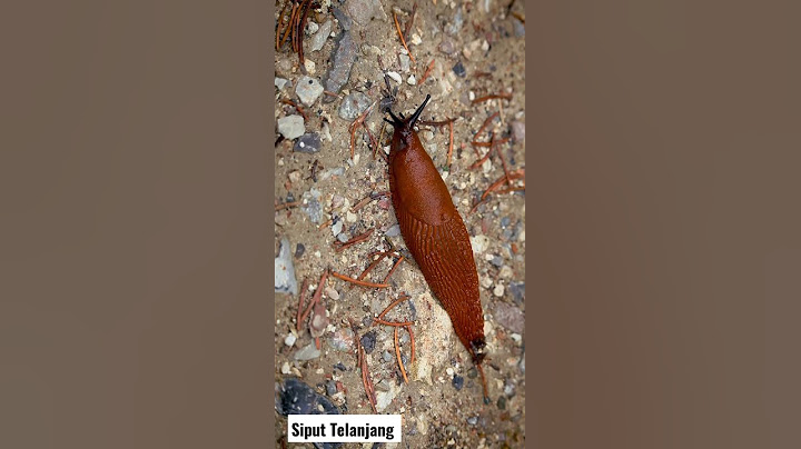 Siput Telanjang Video #Shorts